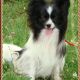 Kutya Papillon