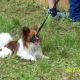 Kutya Papillon