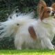Kutya Papillon