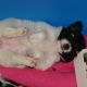 Kutya Papillon