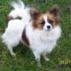 Kutya Papillon