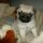 Morti, Mops