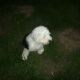 Kutya Bobtail
