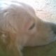 Kutya Kuvasz
