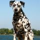 Kutya Dalmata