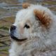 Kutya Chow-chow