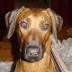 Kutya Rhodesian Ridgeback