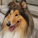 Kutya Collie