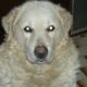 Kutya Kuvasz