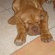 Kutya Bordeaux-i dog