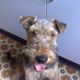 Kutya Welsh terrier