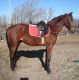 Nagyemlős Ló: Magyar sportló