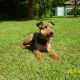 Kutya Welsh terrier