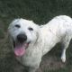 Kutya Kuvasz