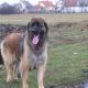 Kutya Leonberger