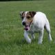 Kutya Parson Jack Russel
