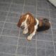 Kutya Basset hound
