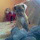 Kutya Bordeaux-i dog