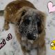 Kutya Leonberger