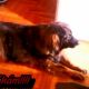 Kutya Leonberger