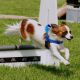 Kutya Papillon