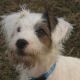 Kutya Parson Jack Russel