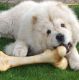 Kutya Chow-chow