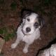 Kutya Parson Jack Russel