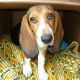 Kutya Basset hound
