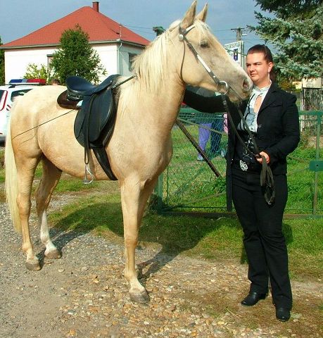 Ló: Magyar félvér