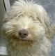 Kutya Bearded collie