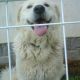 Kutya Kuvasz