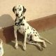 Kutya Dalmata