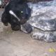 Kutya Dalmata