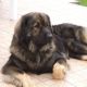 Kutya Leonberger