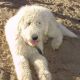 Kutya Komondor