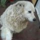 Kutya Kuvasz