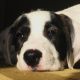 Kutya Argentin dog
