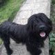 Kutya Briard