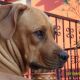 Kutya Rhodesian Ridgeback