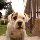 Kutya Amerikai bulldog
