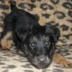 Kutya Terrier