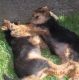 Kutya Welsh terrier