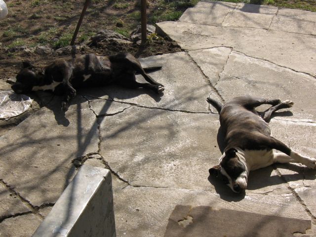 Amerikai staffordshire terrier
