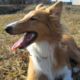 Kutya Collie