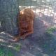 Kutya Bordeaux-i dog