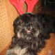 Kutya Tibeti terrier