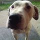 Kutya Argentin dog