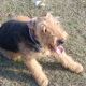 Kutya Airedale terrier