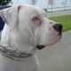 Kutya Amerikai bulldog